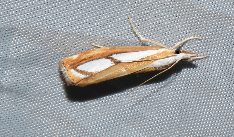 Crambidae: Catoptria permutatellus?... Catoptria sp.